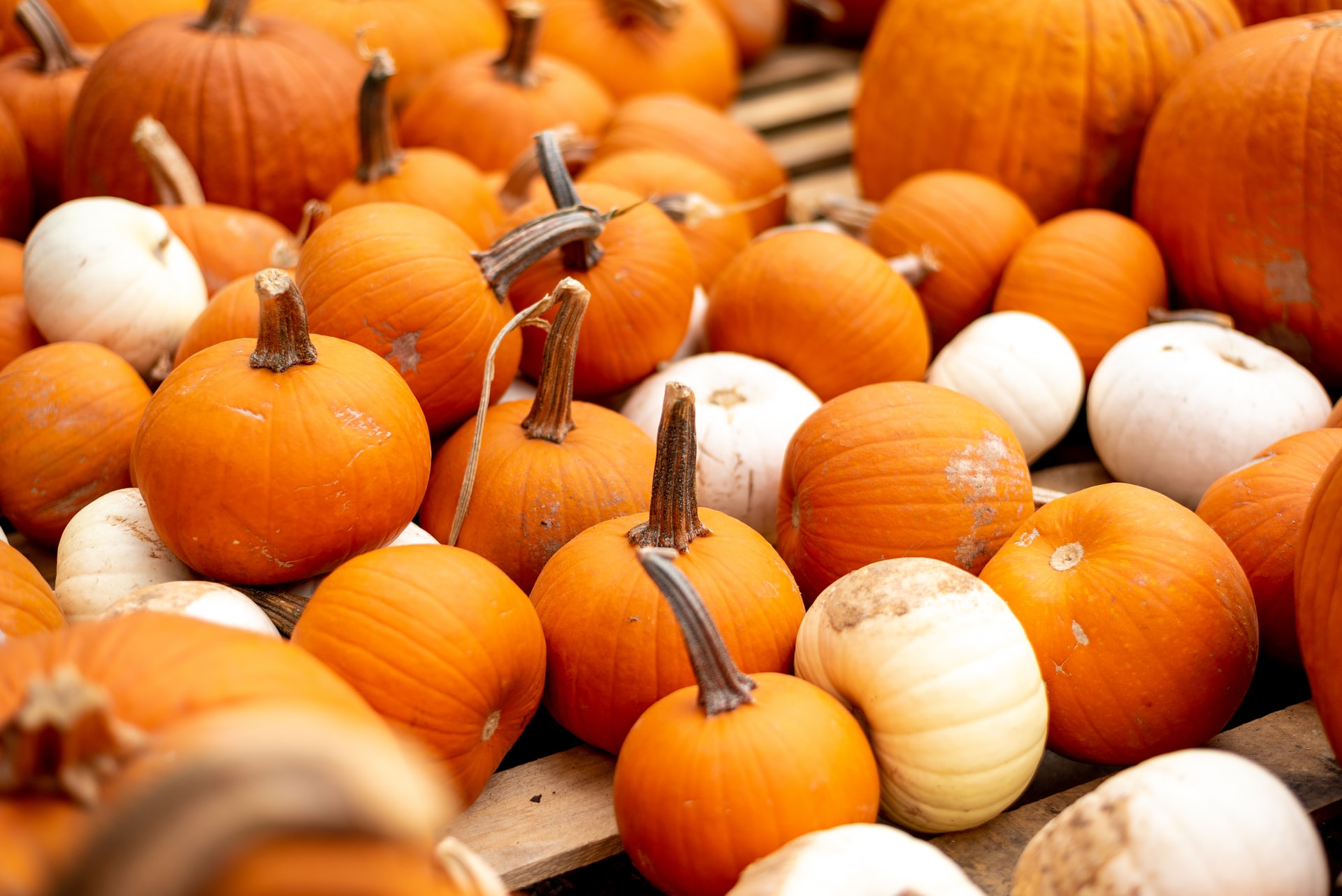 Clever No-Carve Ways to Decorate a Pumpkin at Your Studio Apartment in DC