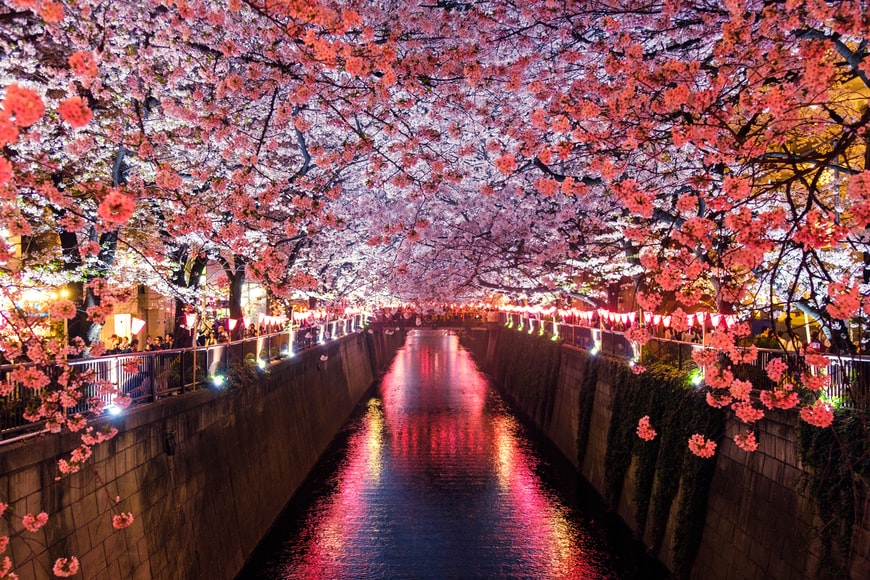 A celebration of Japanese Culture Takes Place in the Heart of D.C. at the Sakura Matsuri Japanese Festival