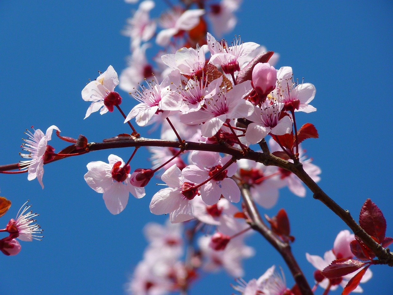 A celebration of Japanese Culture Takes Place in the Heart of D.C. at the Sakura Matsuri Japanese Festival